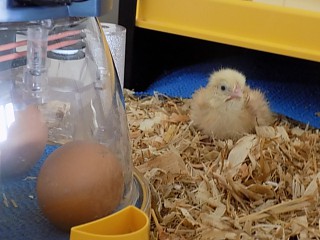 One of the hatched chicks looked after by Cabrini residents