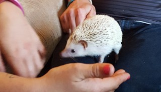 A Cabrini House resident meets one of their new hedgehog house guests